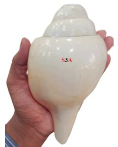 S3A Shankh Natural Conch Shell 1st Class Export QualitySize Guaranteed7Inch or 1718cms Blowing Loud Echo Positive Energy Sound Temple Home Office Vamavarti Shankh